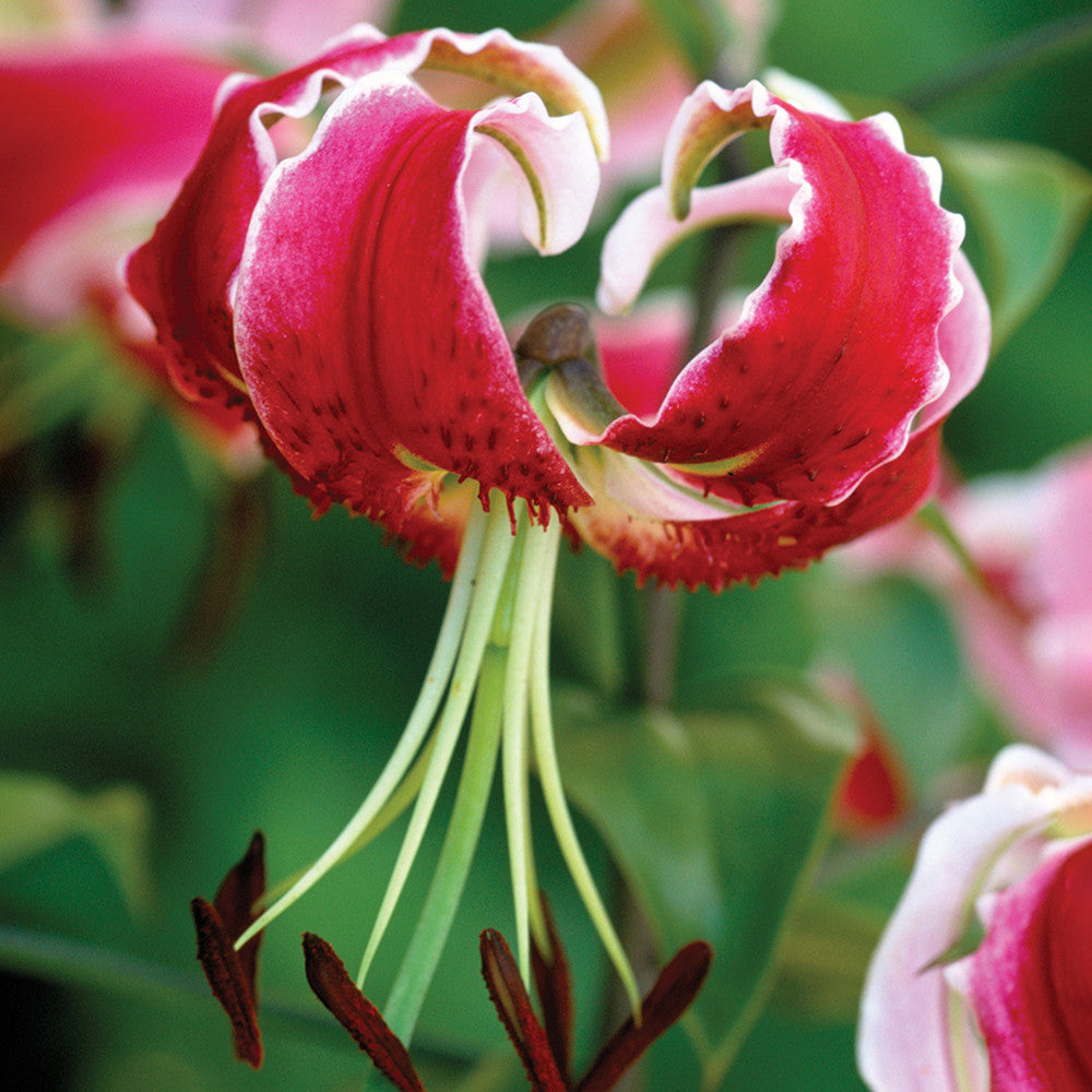 Lilium speciosum var. rubrum 'Uchida'