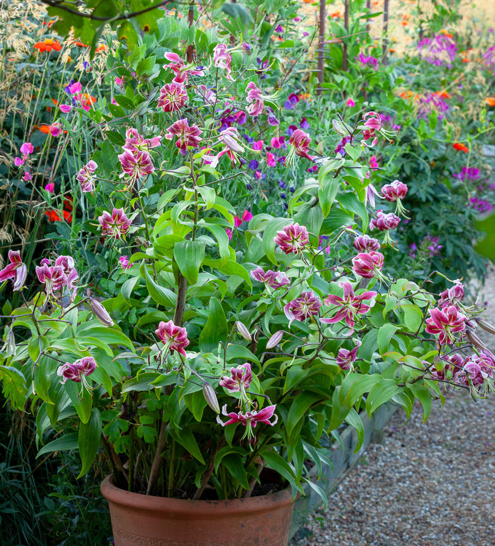 Lilium speciosum var. rubrum 'Uchida'