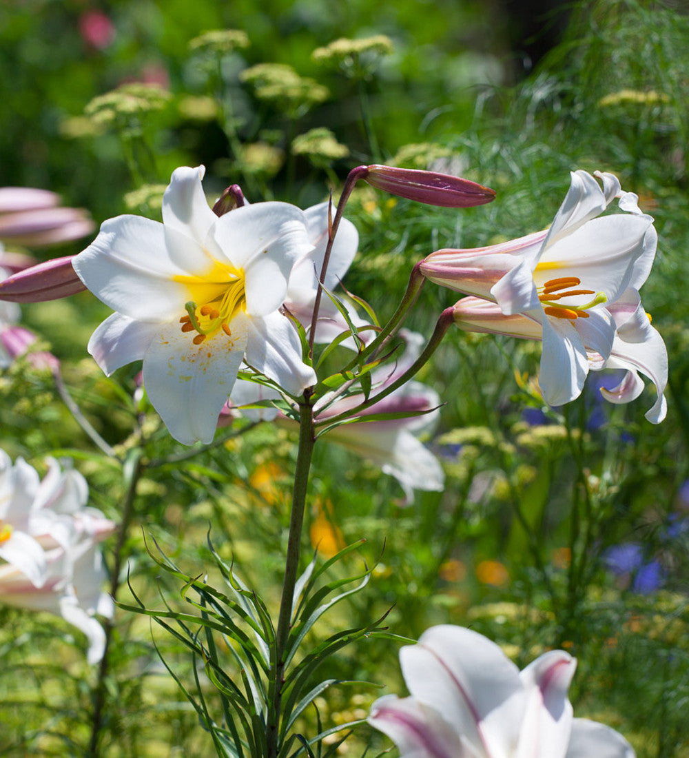 Lilium regale (Species)