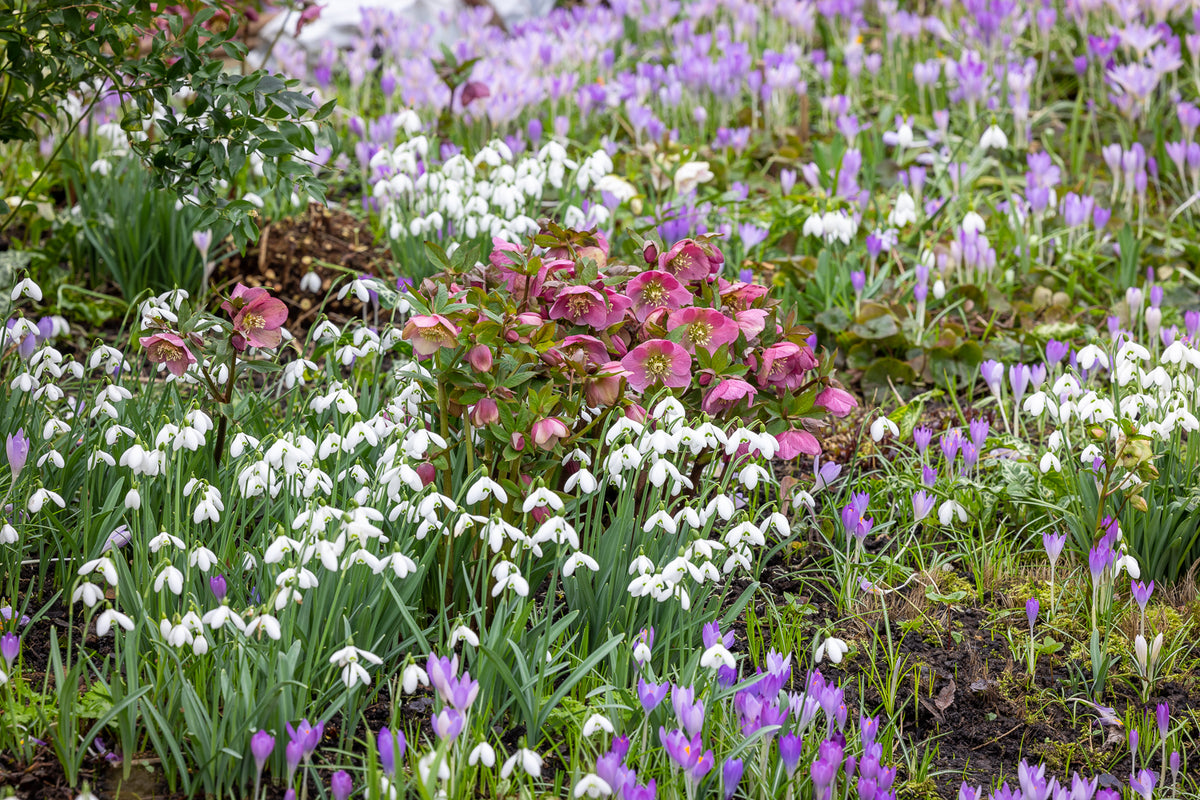 How to plant, grow & care for snowdrops | Sarah Raven