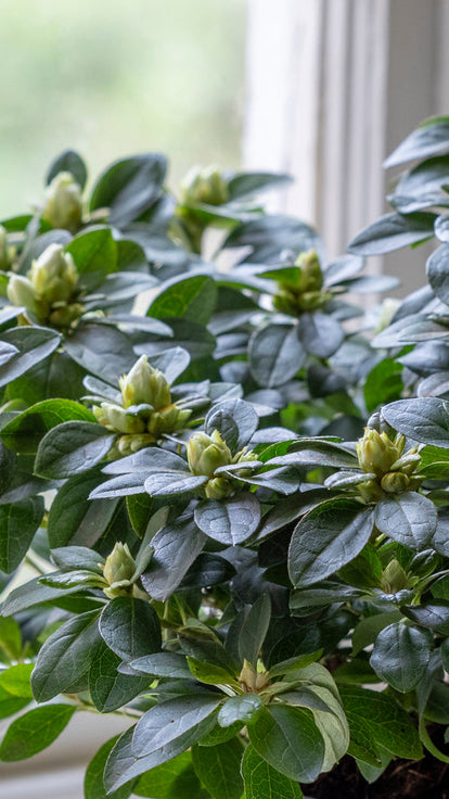 How to plant, grow & care for rhododendrons | Sarah Raven