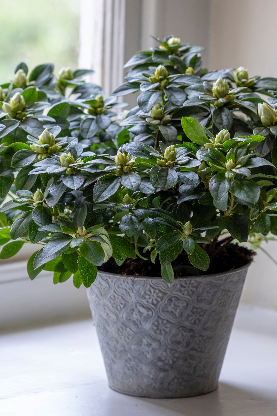 How to plant, grow & care for rhododendrons | Sarah Raven