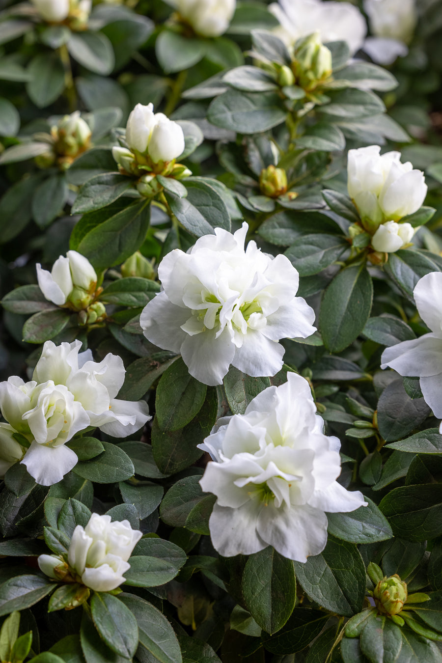 How to plant, grow & care for rhododendrons | Sarah Raven