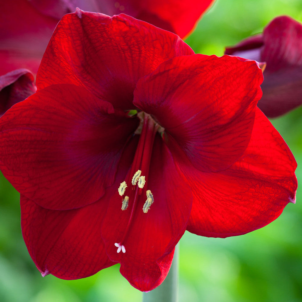 Amaryllis in Zinc Lattice Pot