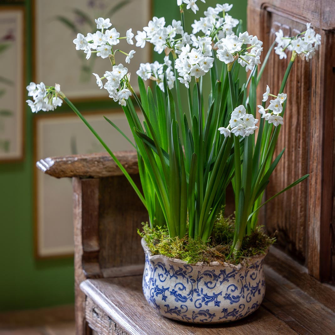 Paperwhites in a Blue Wavy Edged Ceramic Bowl