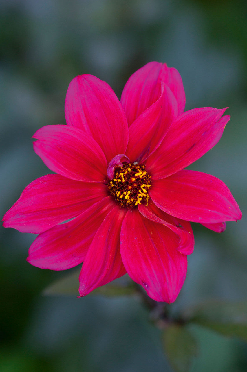 Dahlia 'Bishop of Canterbury'