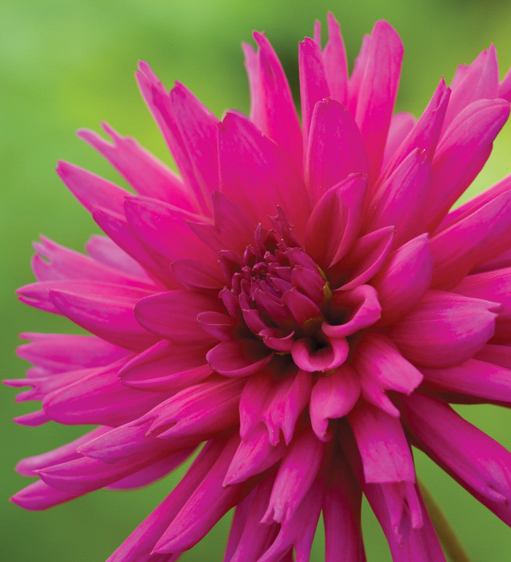 Dahlia 'Ambition'