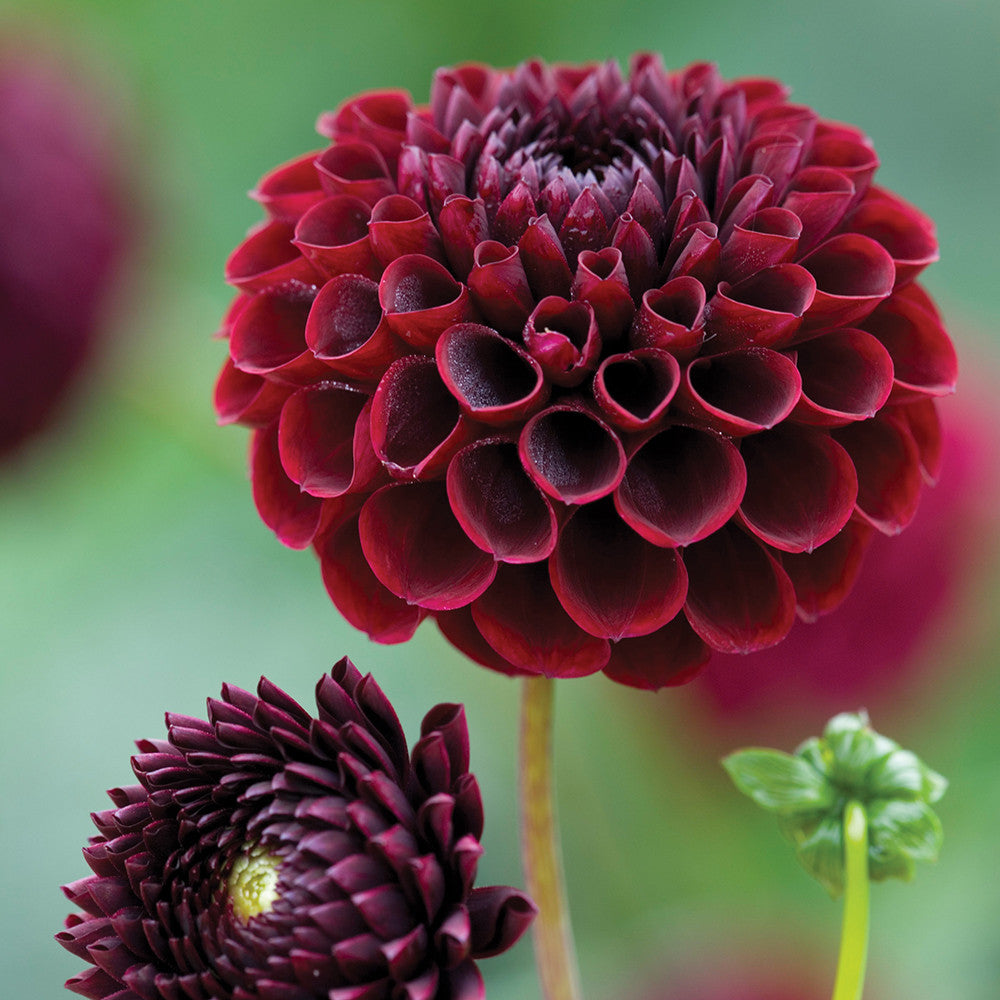 Dahlia 'Jowey Mirella'