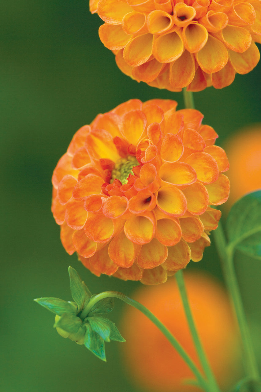 Dahlia 'New Baby'