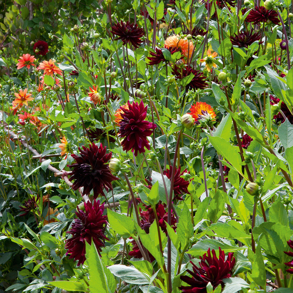 Dahlia 'Rip City'