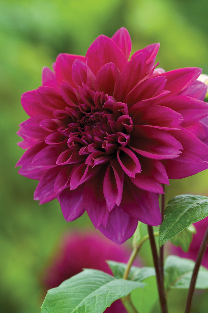 Venetian Dahlia Collection