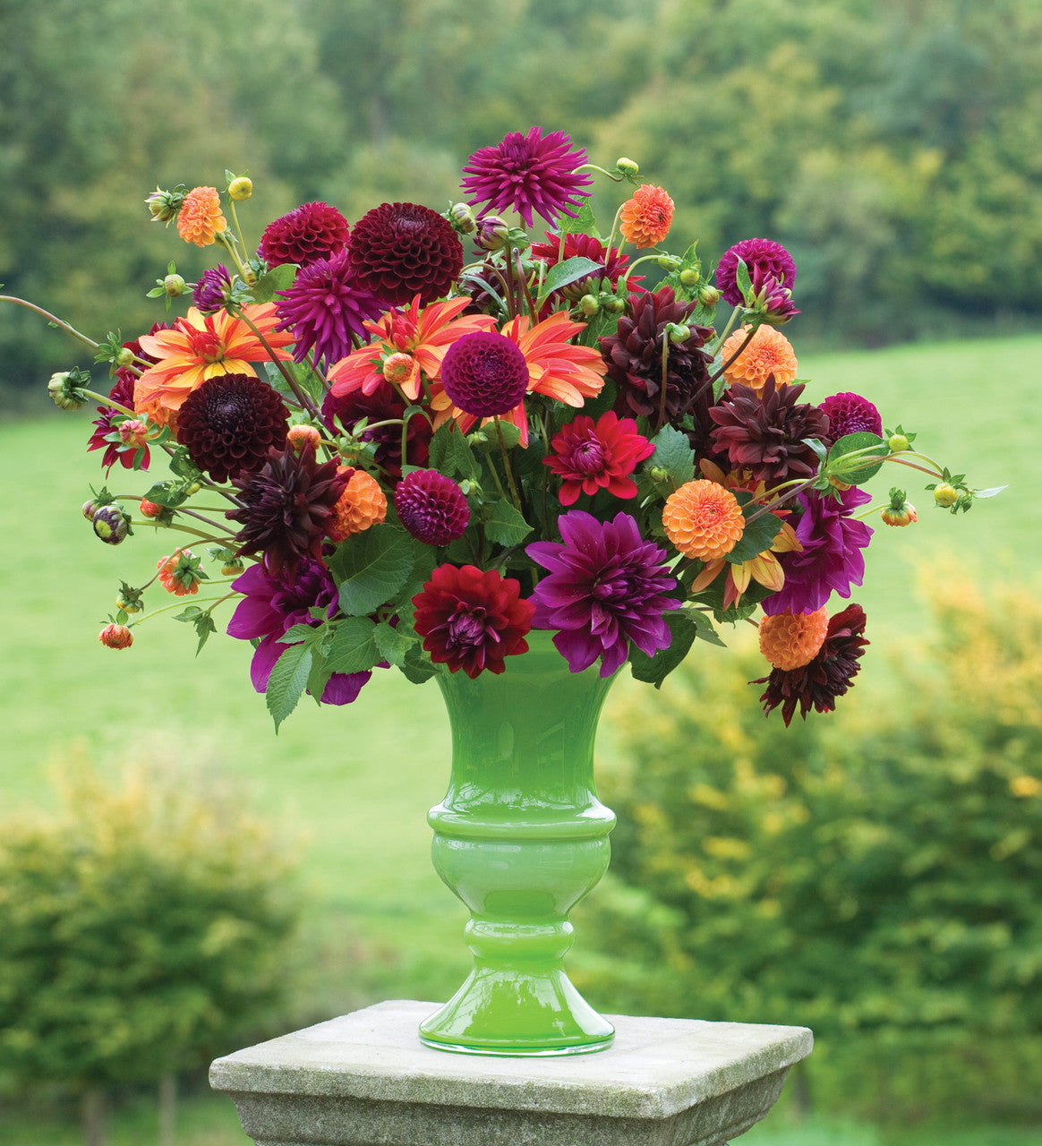 Venetian Dahlia Collection