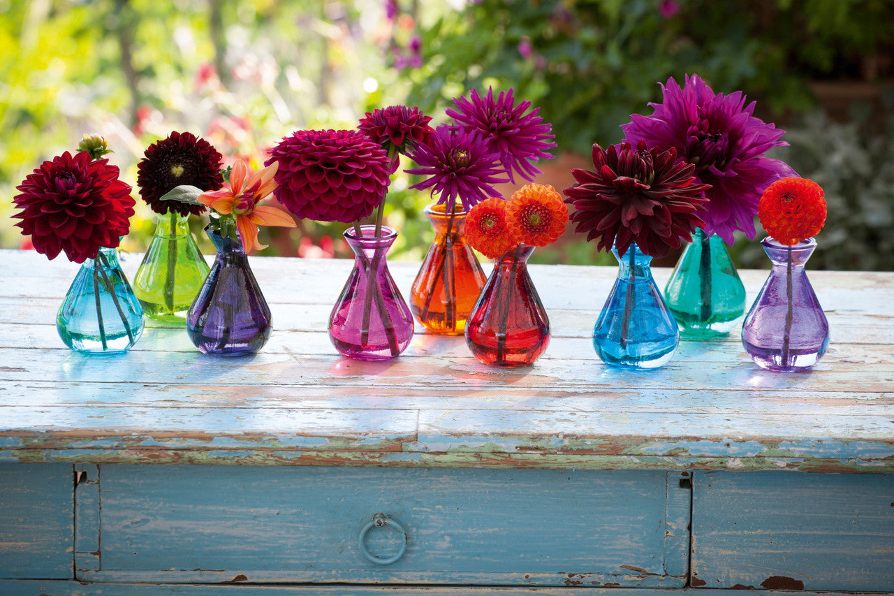 Venetian Dahlia Collection