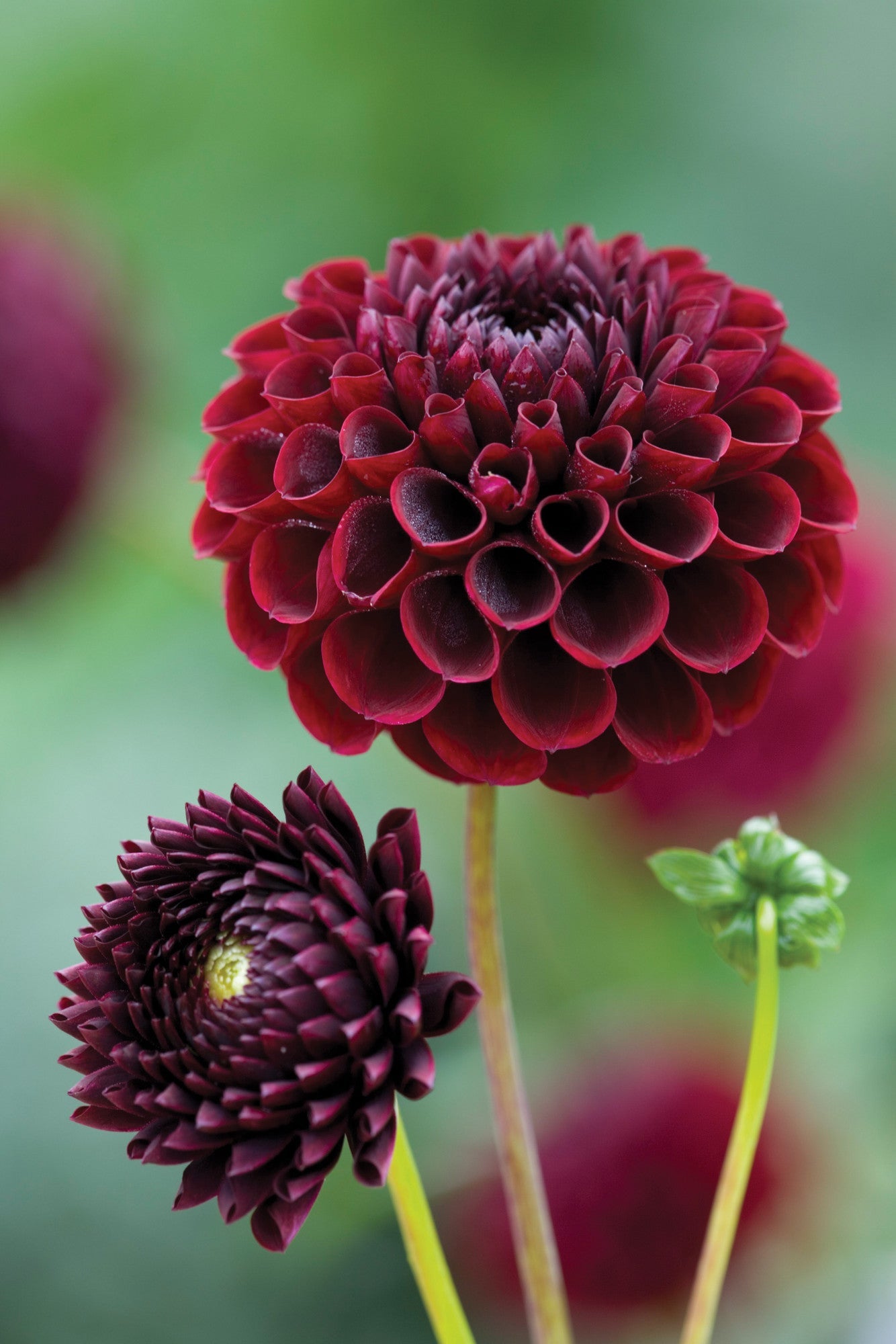 Venetian Dahlia Collection [TEST]