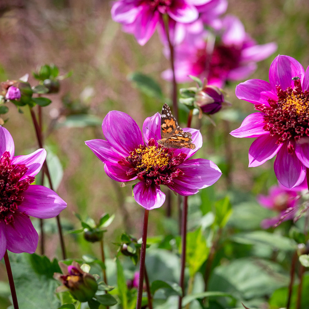 Dahlia 'Blue Bayou'
