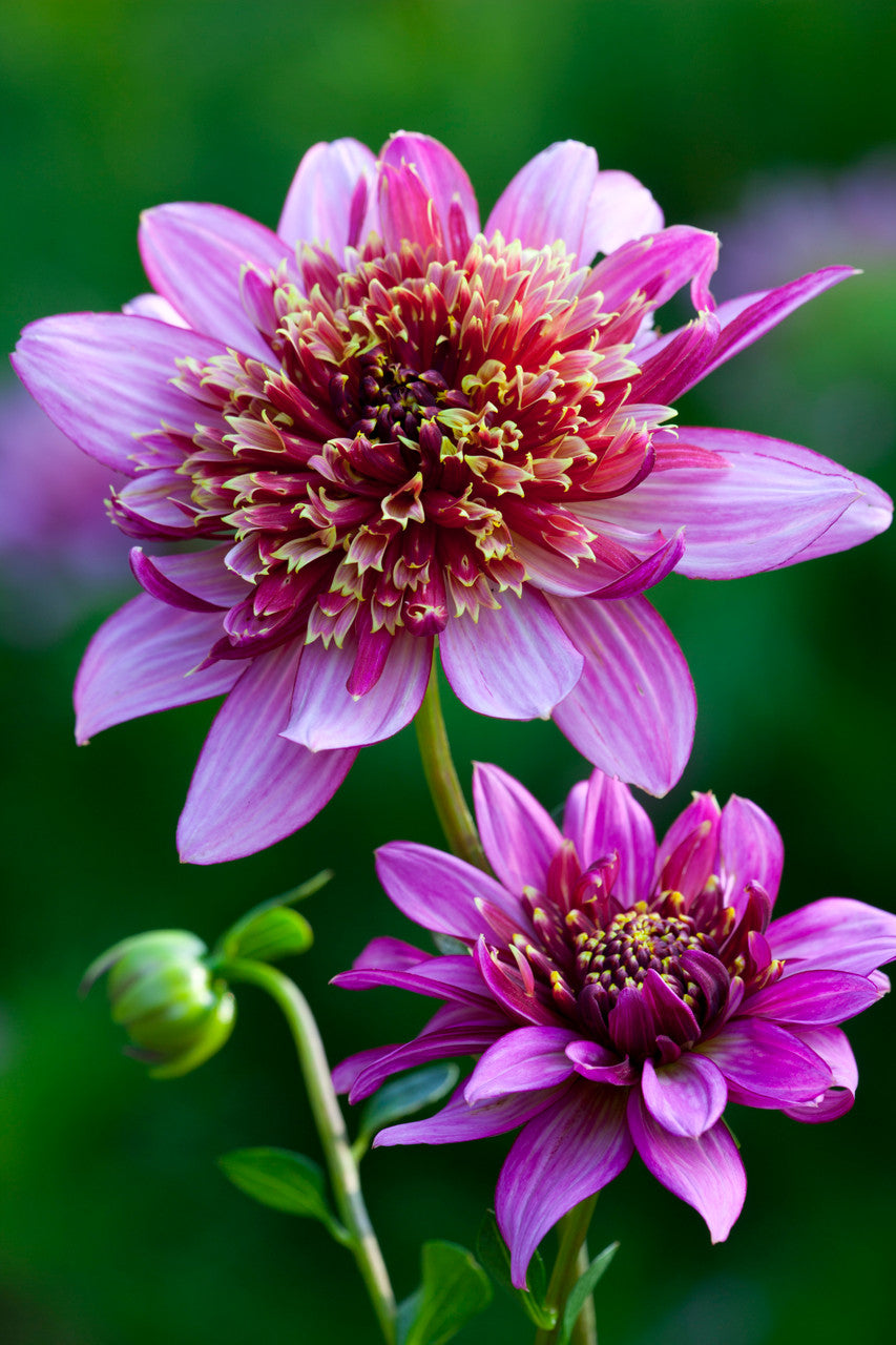 Dahlia 'Mambo'