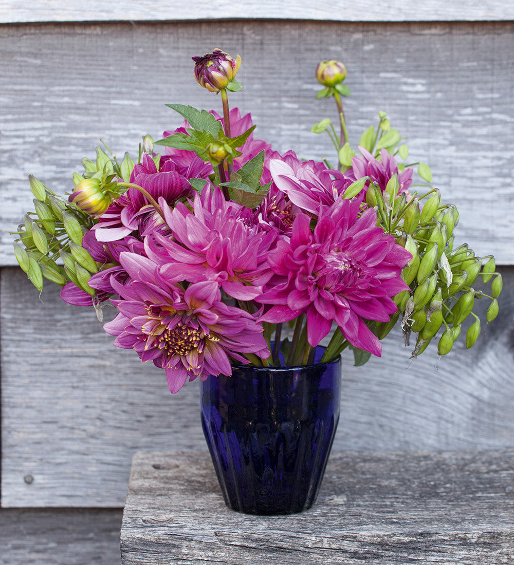 Dahlia 'Mambo'