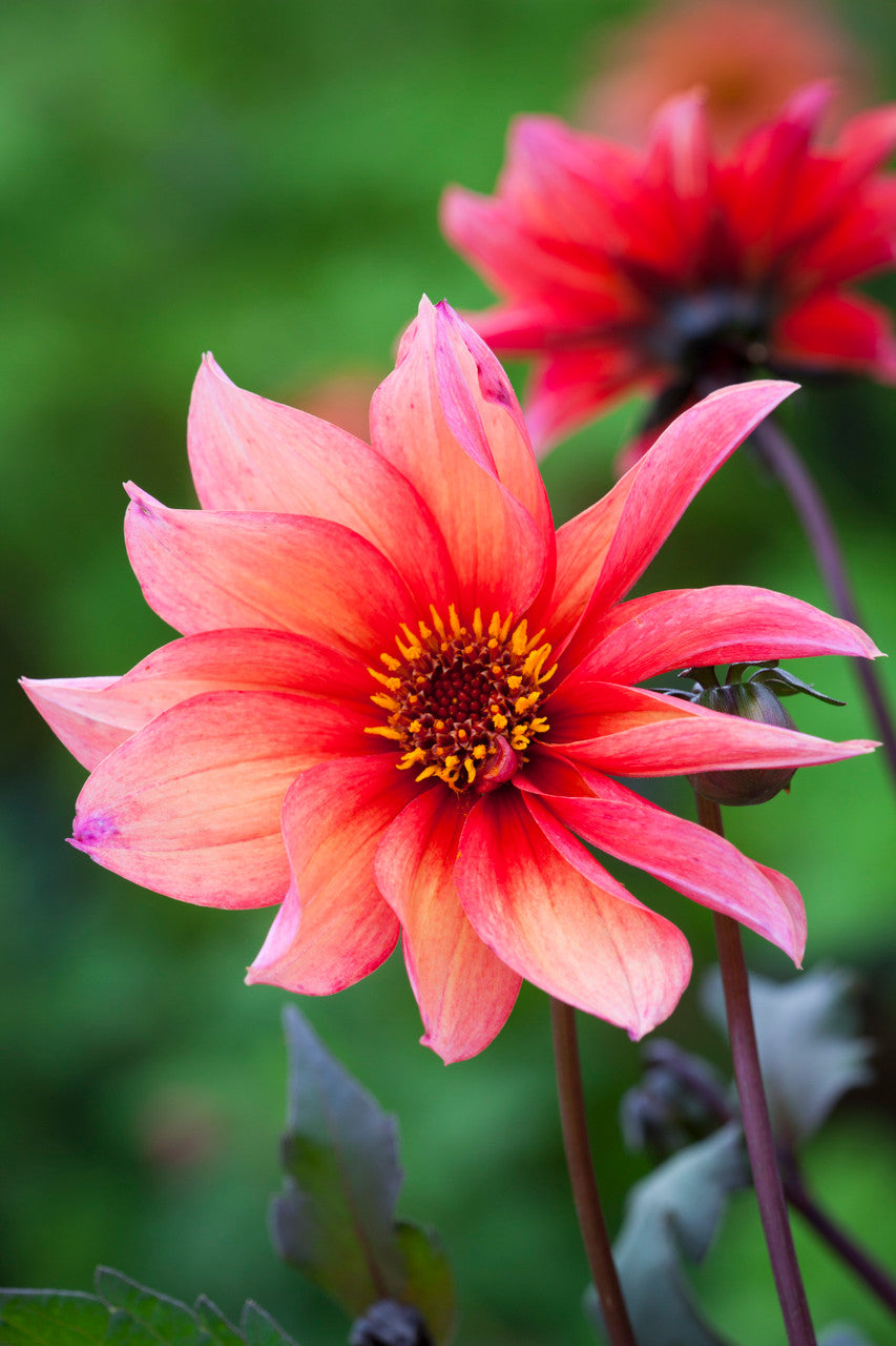 Dahlia 'Waltzing Mathilda'