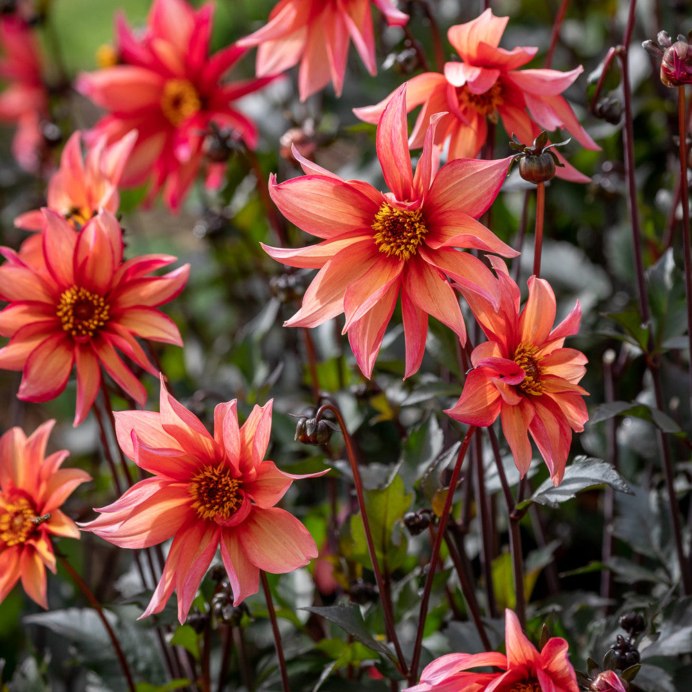 Charlotte's Summer Holiday Dahlia Collection | Sarah Raven