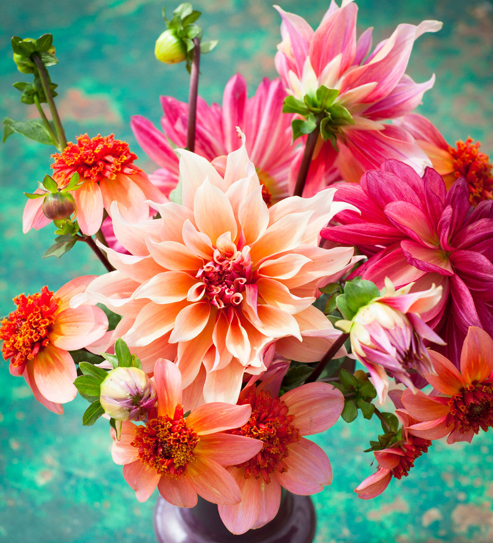 William Morris Dahlia Collection