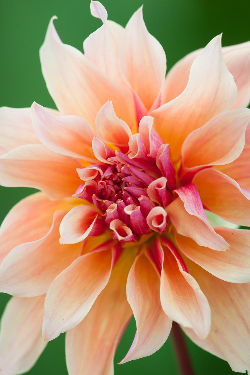 William Morris Dahlia Collection