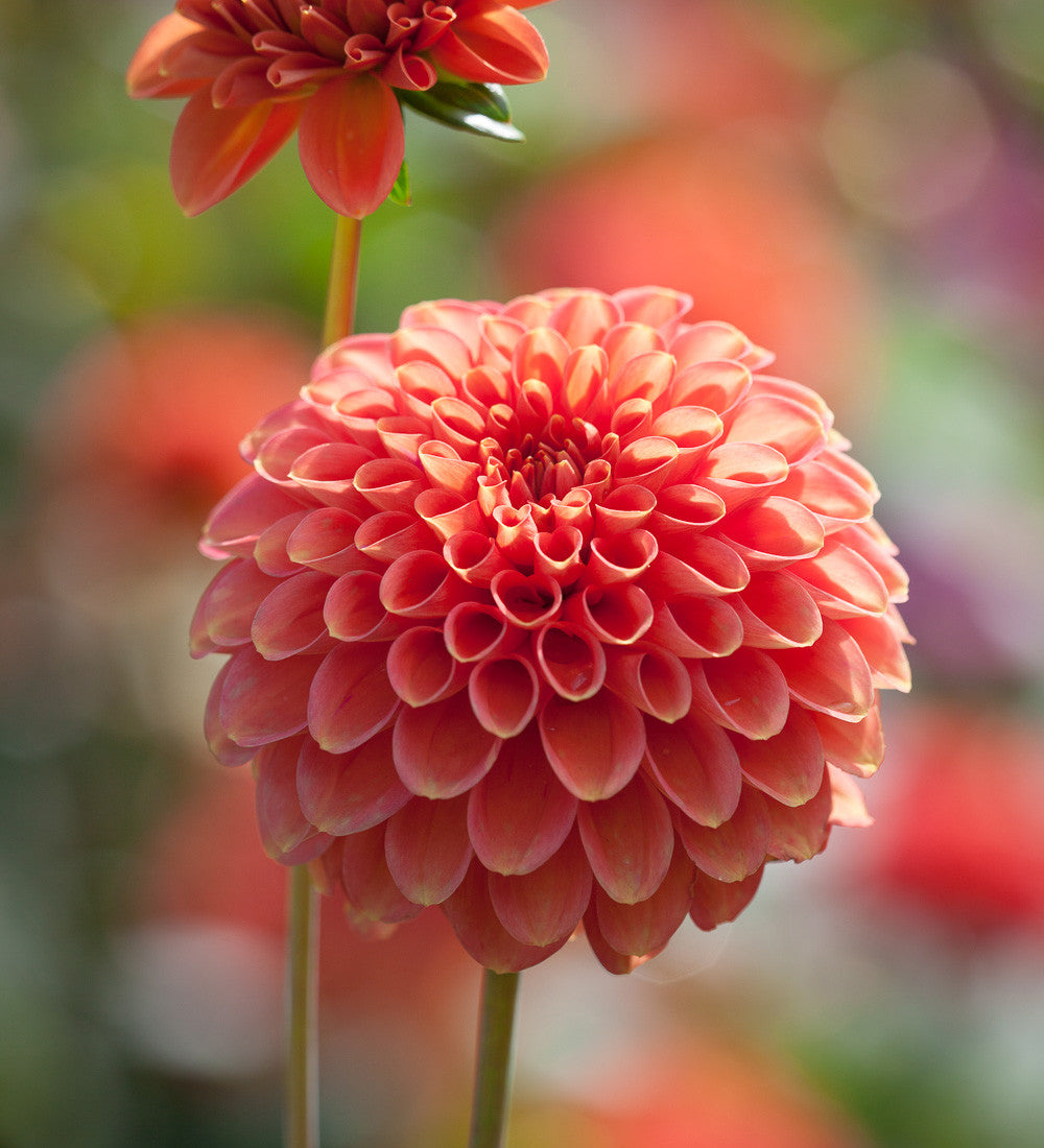 Dahlia 'Zundert Mystery Fox'