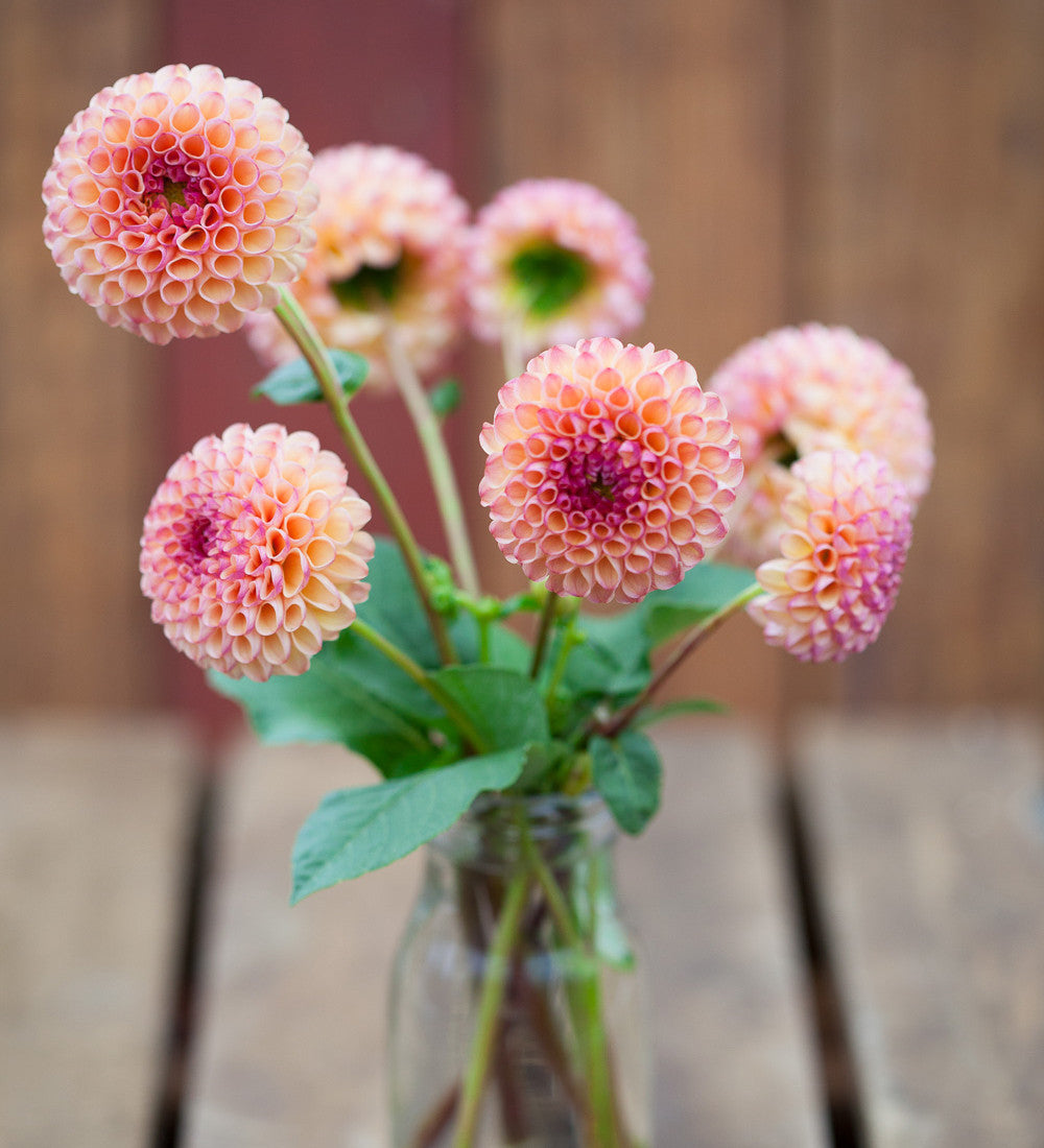 Buy Dahlia 'Burlesca' Tubers | Sarah Raven