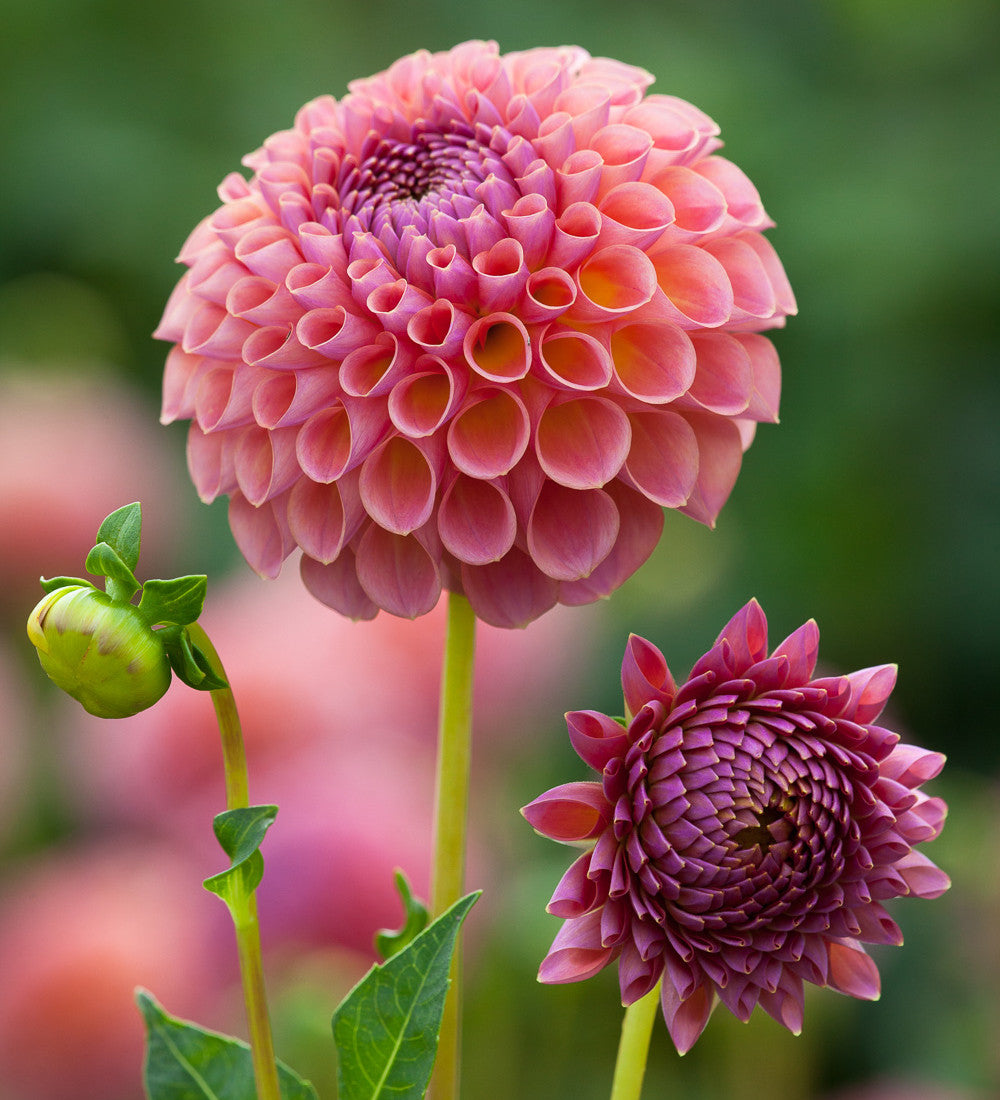 Dahlia 'Jowey Winnie'