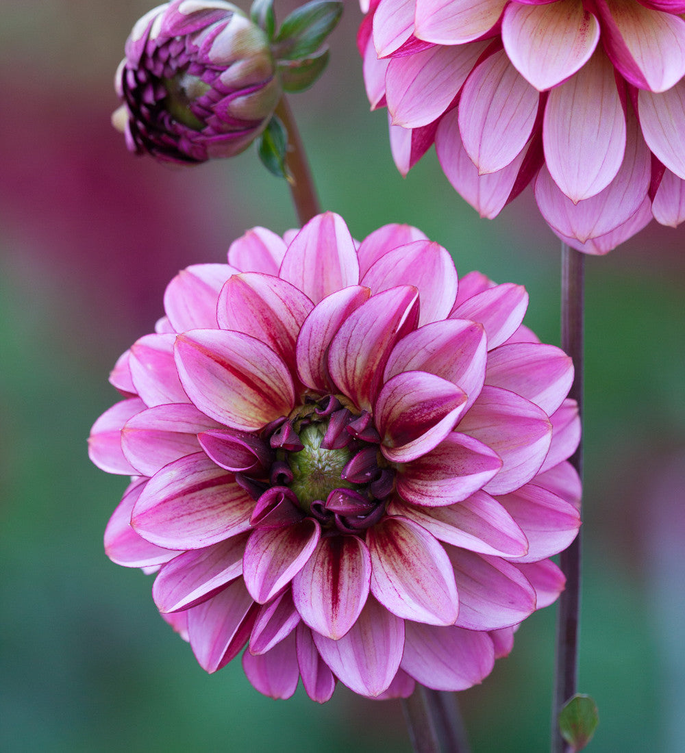 Dahlia 'Senior's Hope'