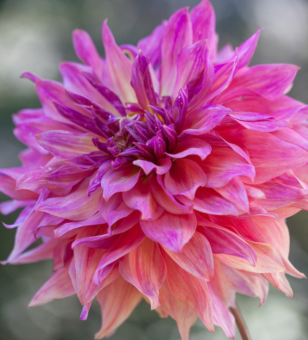 Dahlia 'Penhill Dark Monarch'