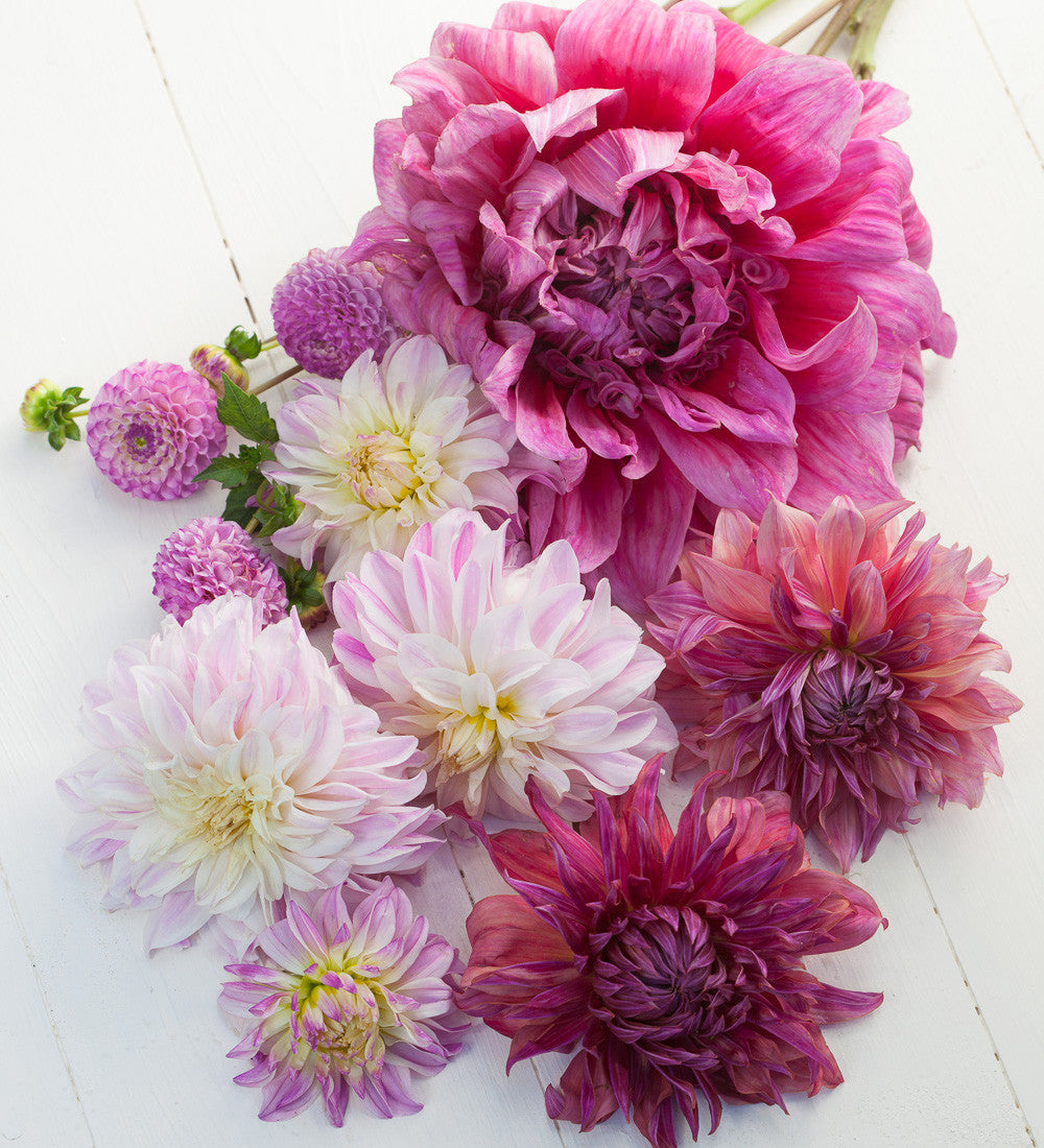 Dahlia 'Penhill Dark Monarch'