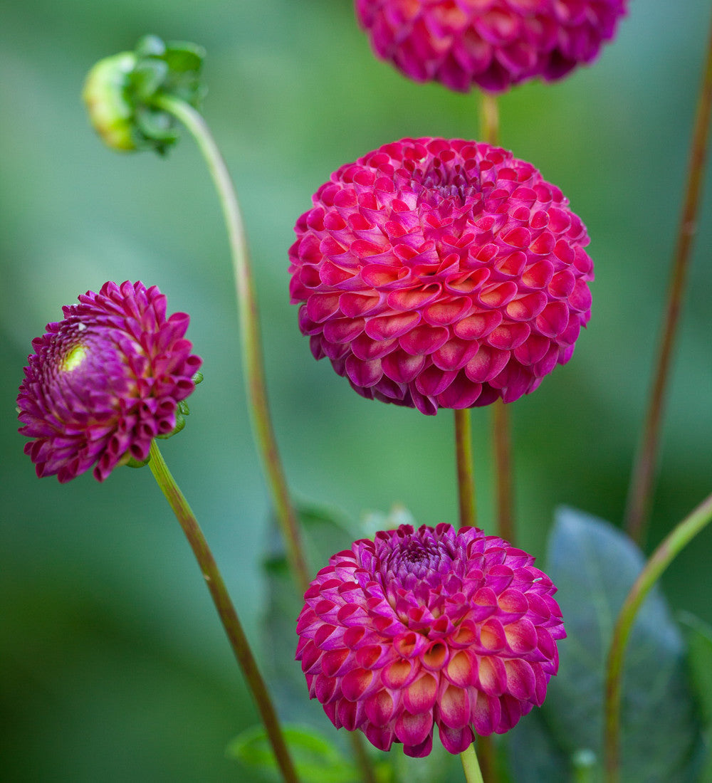 Dahlia 'Vino'