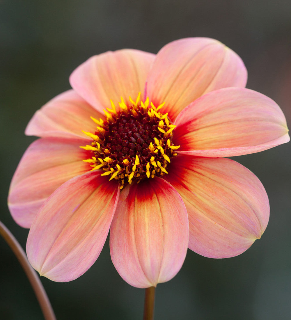 Dahlia 'Happy Single Kiss'