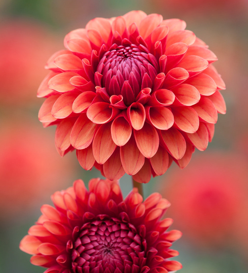 Dahlia 'Brown Sugar'