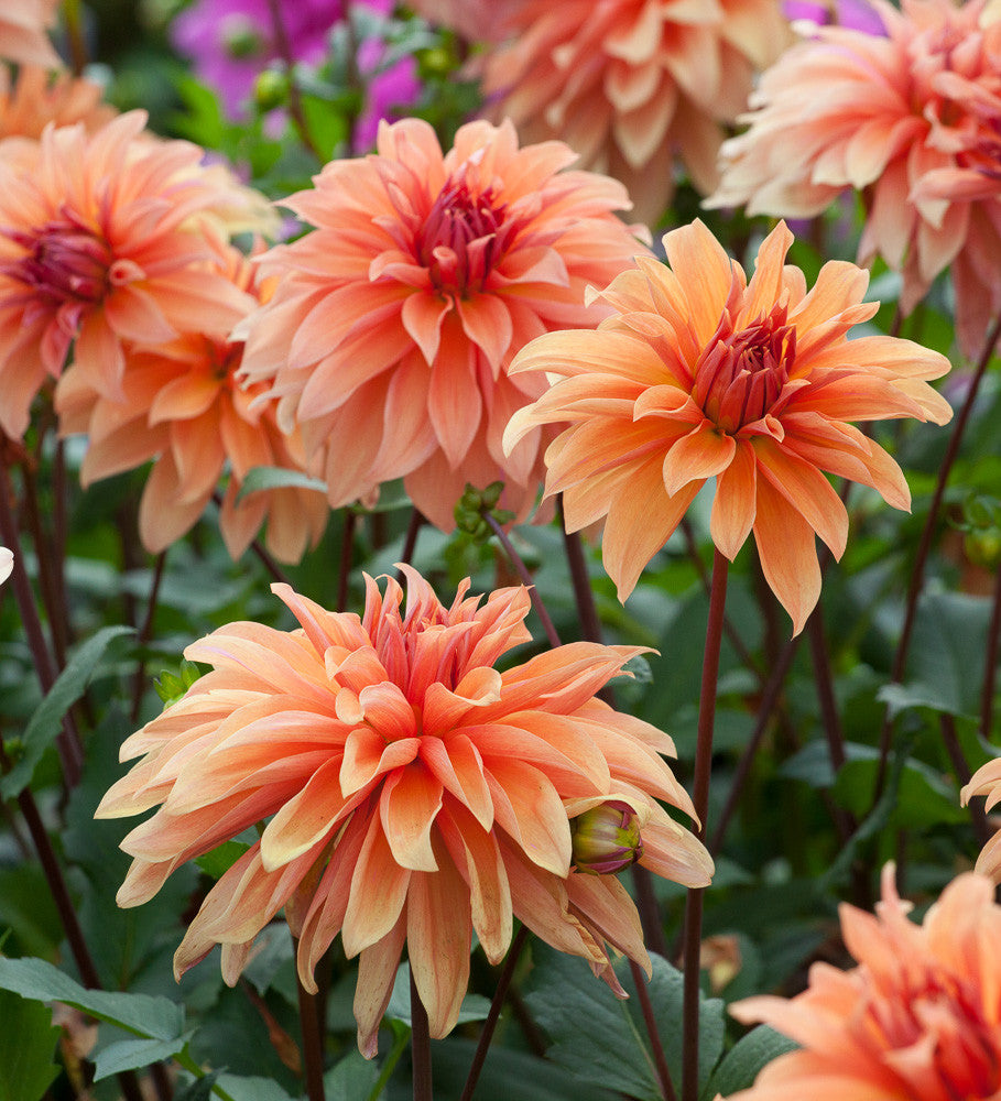 Dahlia 'Babylon Bronze'