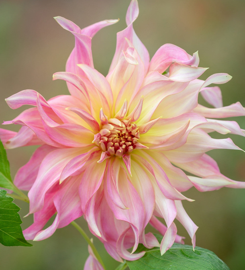 Dahlia 'Penhill Watermelon'
