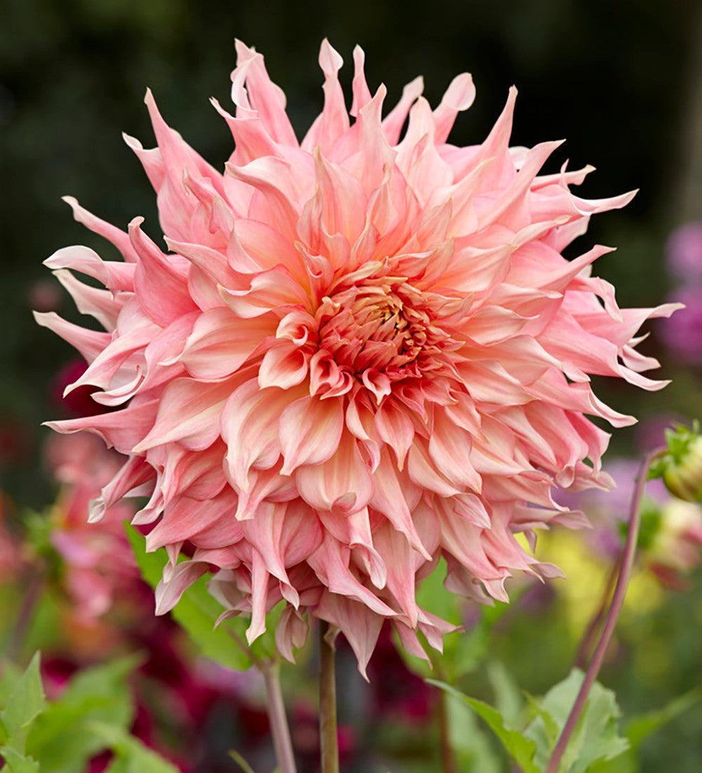 Dahlia 'Penhill Watermelon'