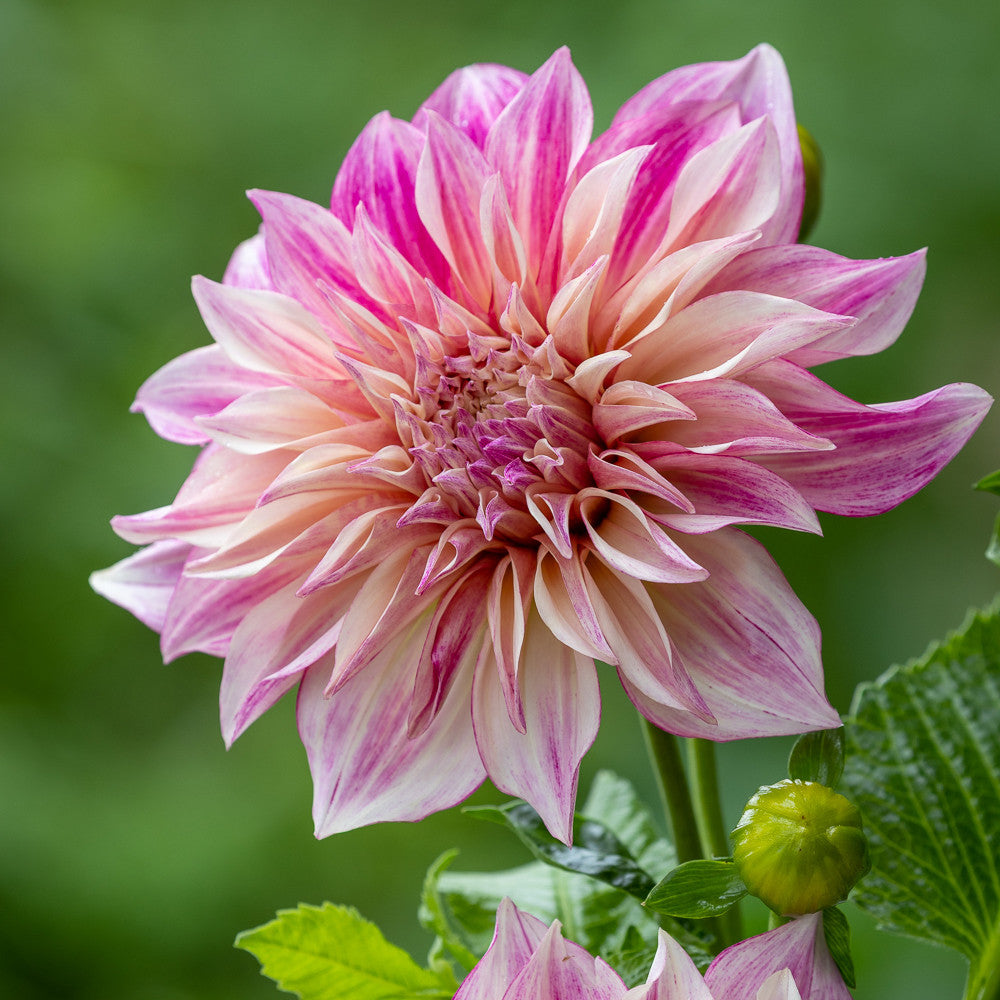 Dahlia 'Café au Lait Royal'