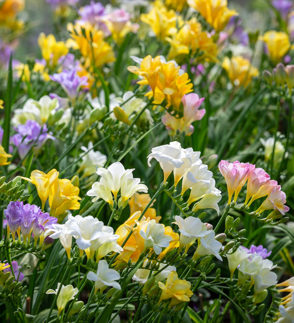 Pastel Freesia Mix for spring planting