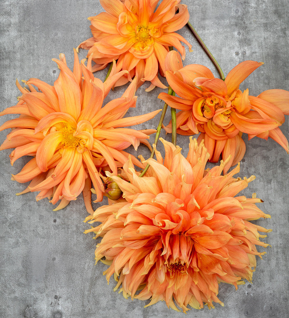 Dahlia 'Fairway Spur'