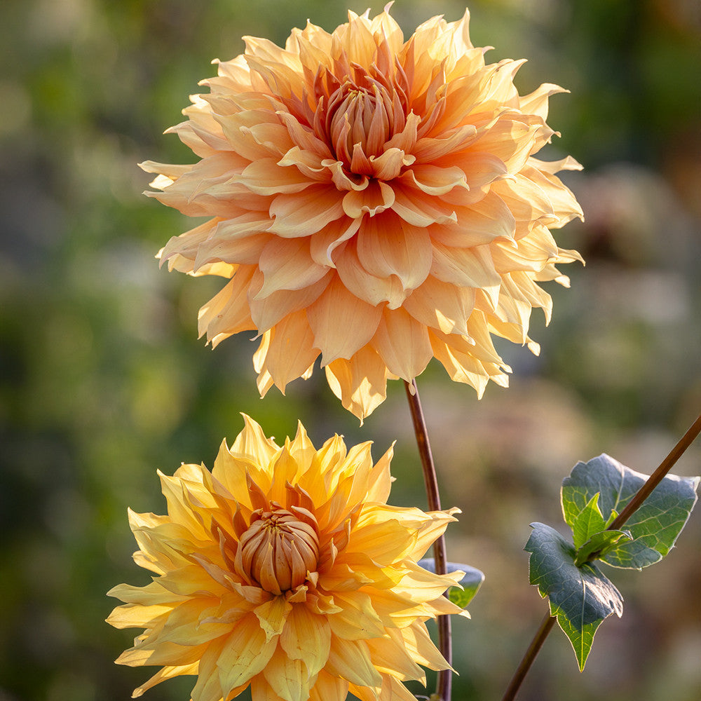 Dahlia 'Hamari Gold'