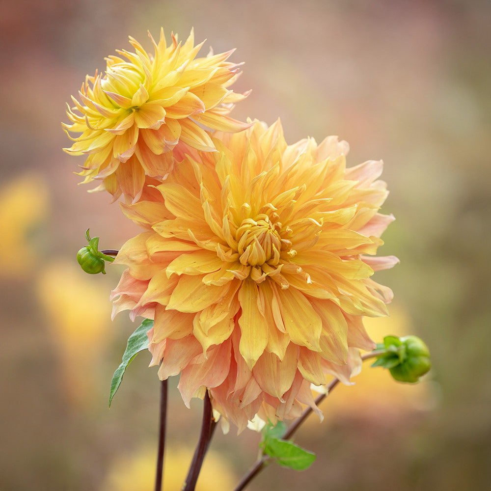 Dahlia 'Hamari Gold'