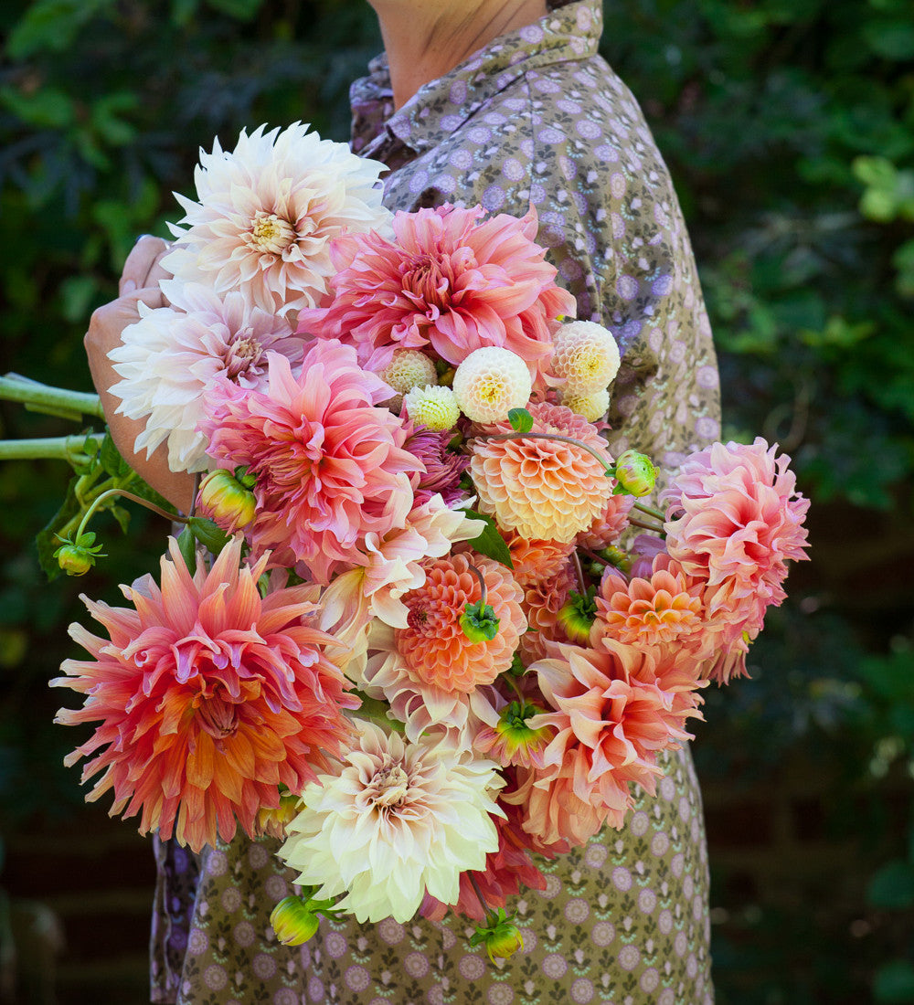Rubens Dahlia Collection in a Gift Box (5 tubers)