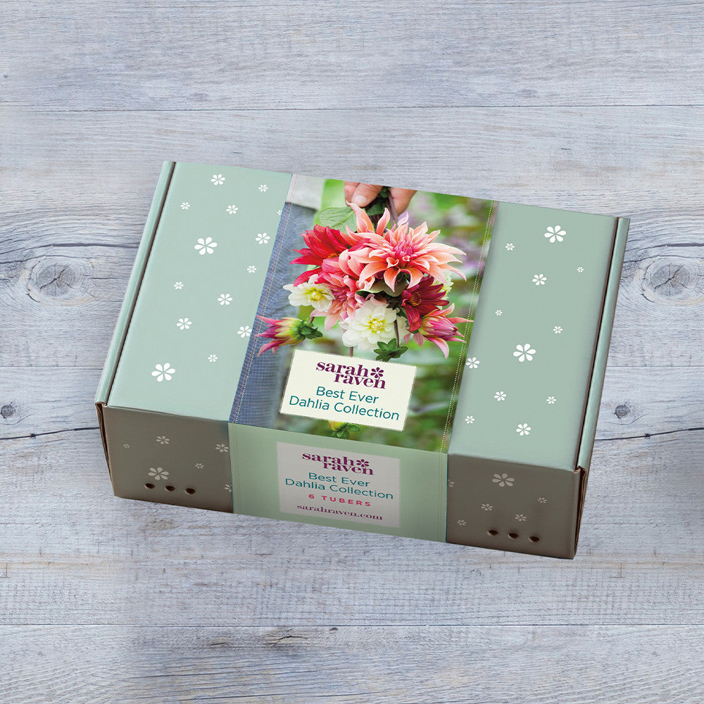 Best Ever Dahlia Collection in a Gift Box (6 tubers)