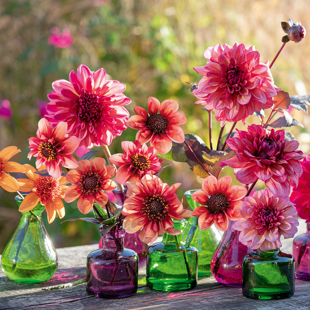 Sarah Raven Exclusives Dahlia Collection