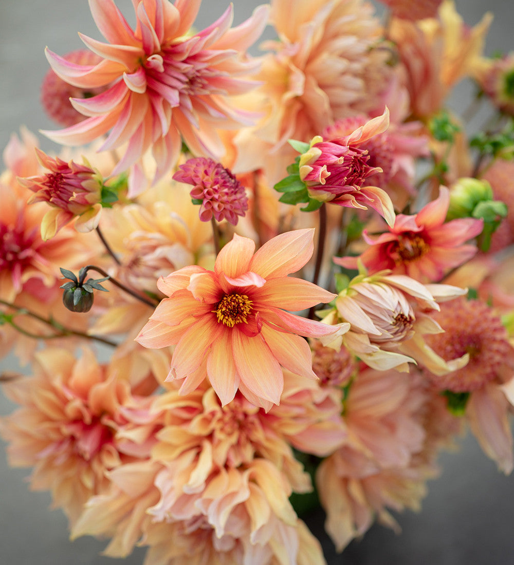 Buy Dahlia 'Mango Madness' | Sarah Raven