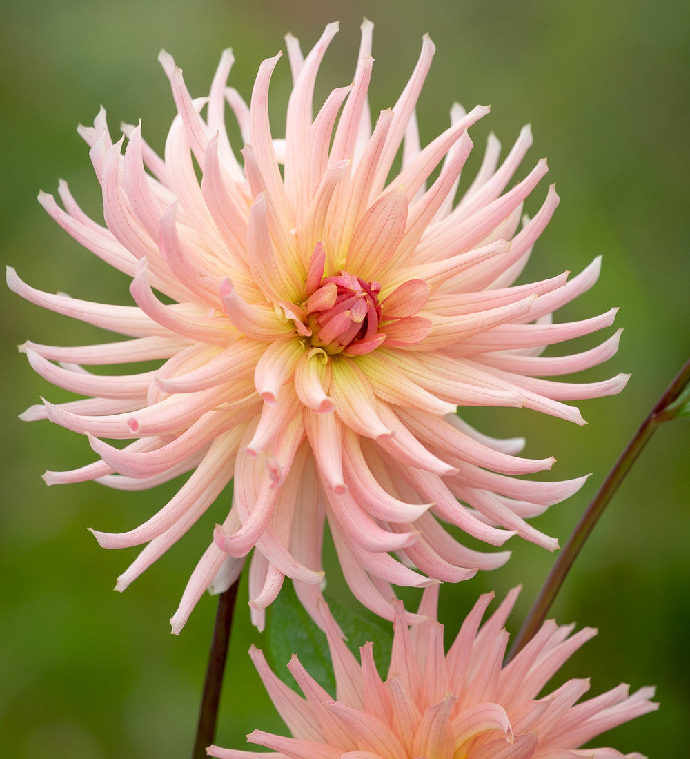 Dahlia 'Preference'