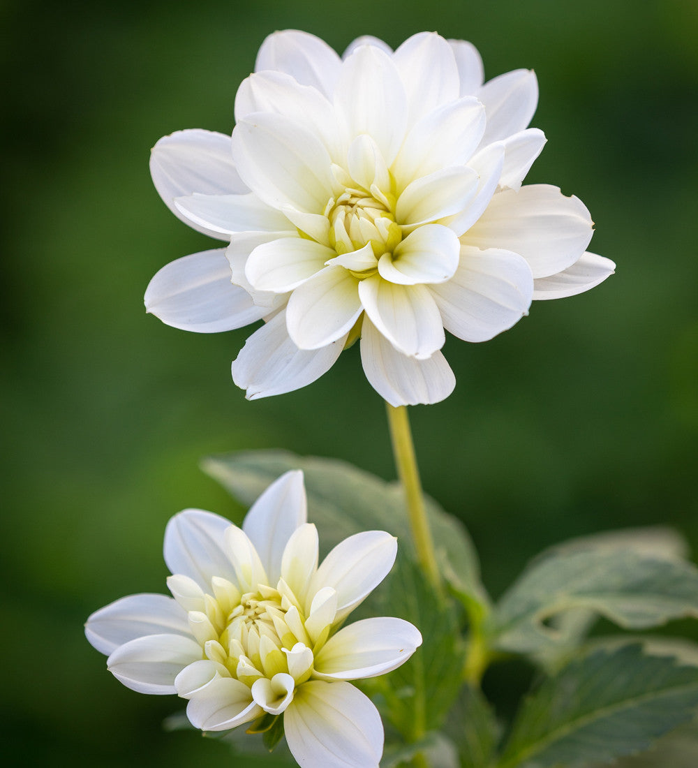 Dahlia 'White Onesta'
