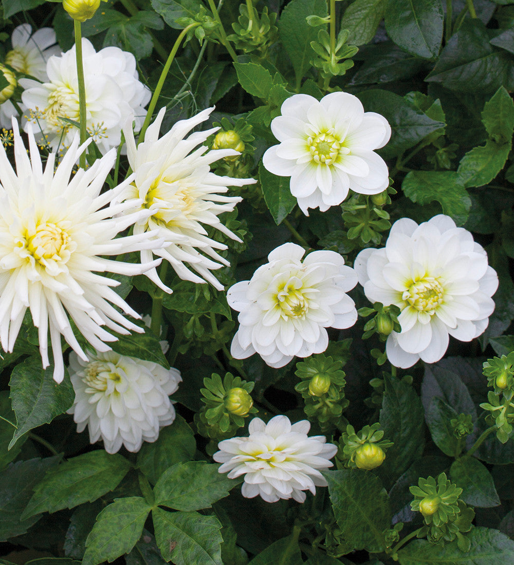Dahlia 'White Onesta'