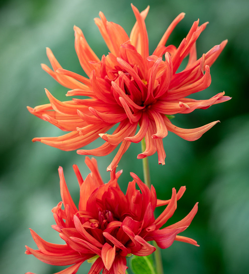 Dahlia 'Autumn Orange'